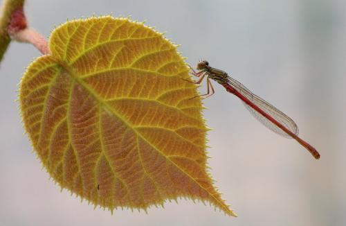Ceriagrion tenellum